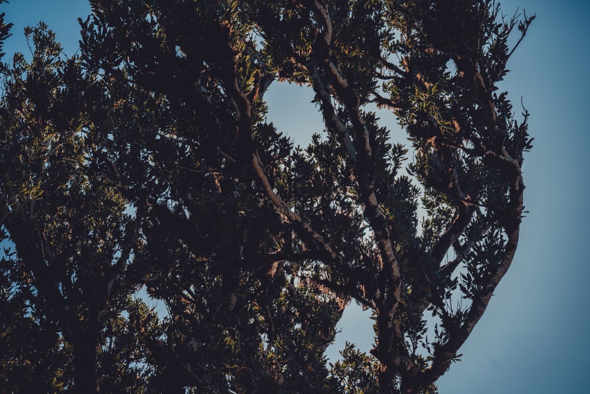 Oude boom van dichtbij
