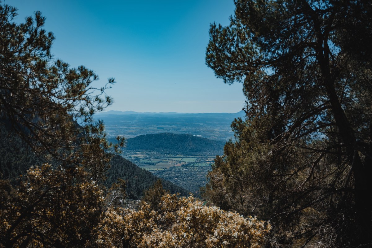 Uitzicht vanaf een beboste bergflank op een groene vallei en verre heuvels op Mallorca, omkaderd door dennentakken onder een strakblauwe lucht.