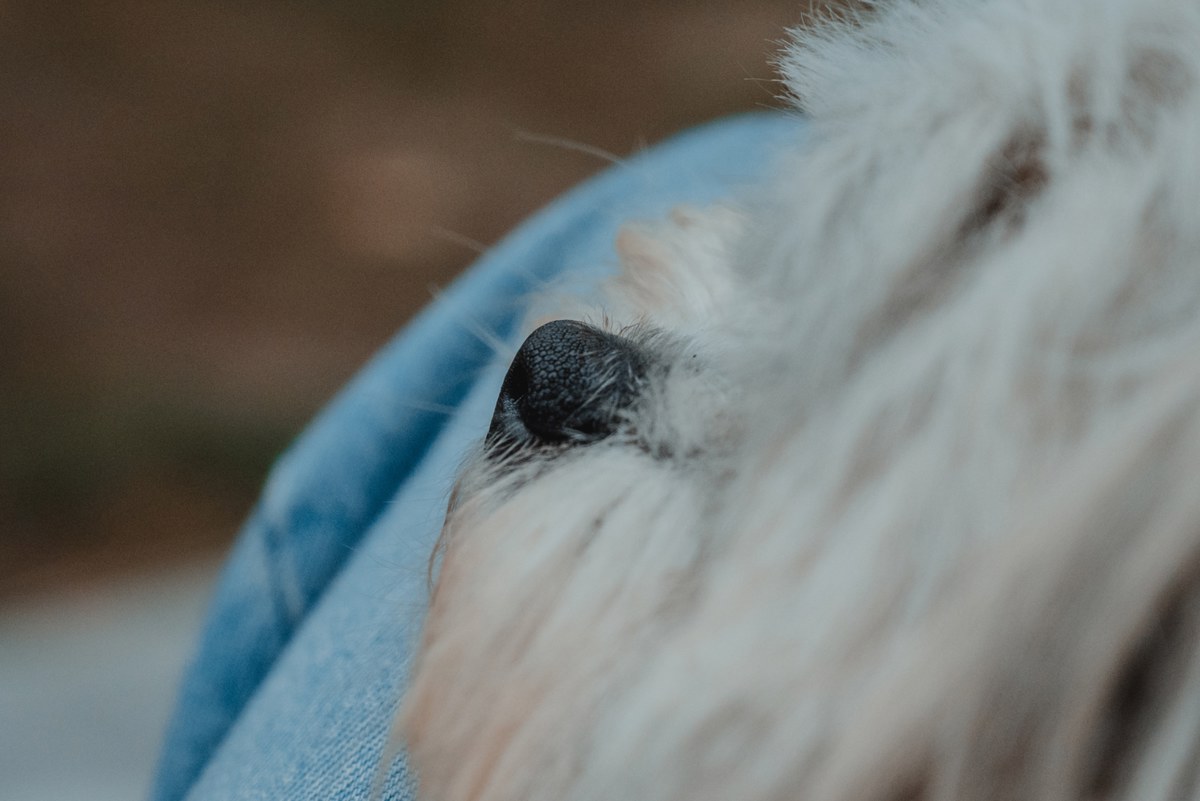 Close-up van de zwarte neus en witte vacht van een hond die tegen een lichtblauwe spijkerstof rust in de vage, groenbruine buitenlucht.