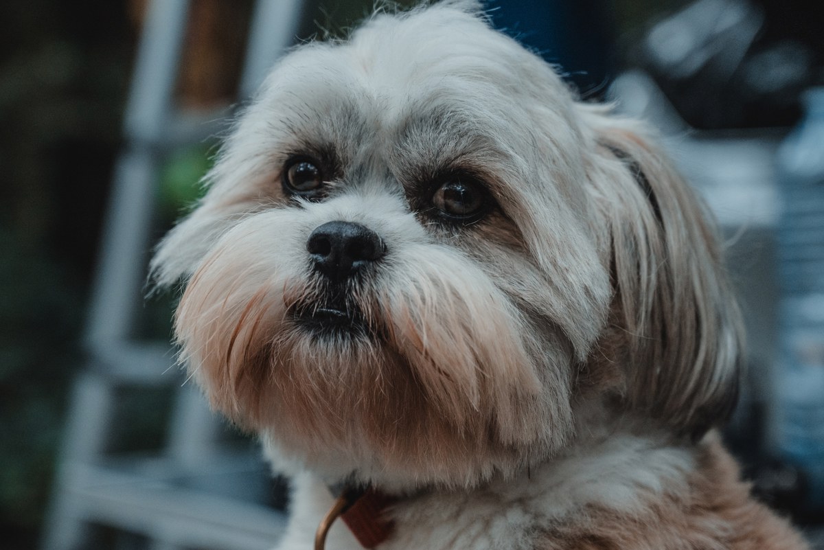 Een pluizige grijswitte hond (Kip) met donkere ogen kijkt nieuwsgierig omhoog, terwijl op de achtergrond wazig een ladder en kampeerspullen zichtbaar zijn.