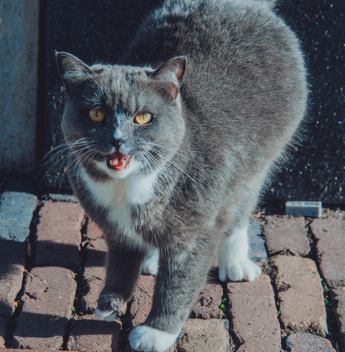 Een grijs-witte kat met gele ogen loopt miauwend over een bakstenen bestrating in het zonlicht, met opgezette staart en één poot opgeheven.