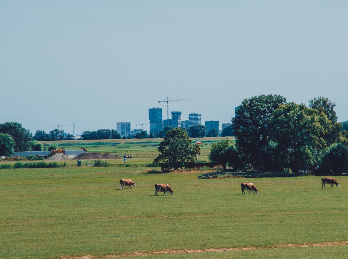 Bruine koeien grazen in een uitgestrekte groene weide, met bomen en op de achtergrond een skyline van hoogbouw en bouwkranen onder een blauwe lucht.