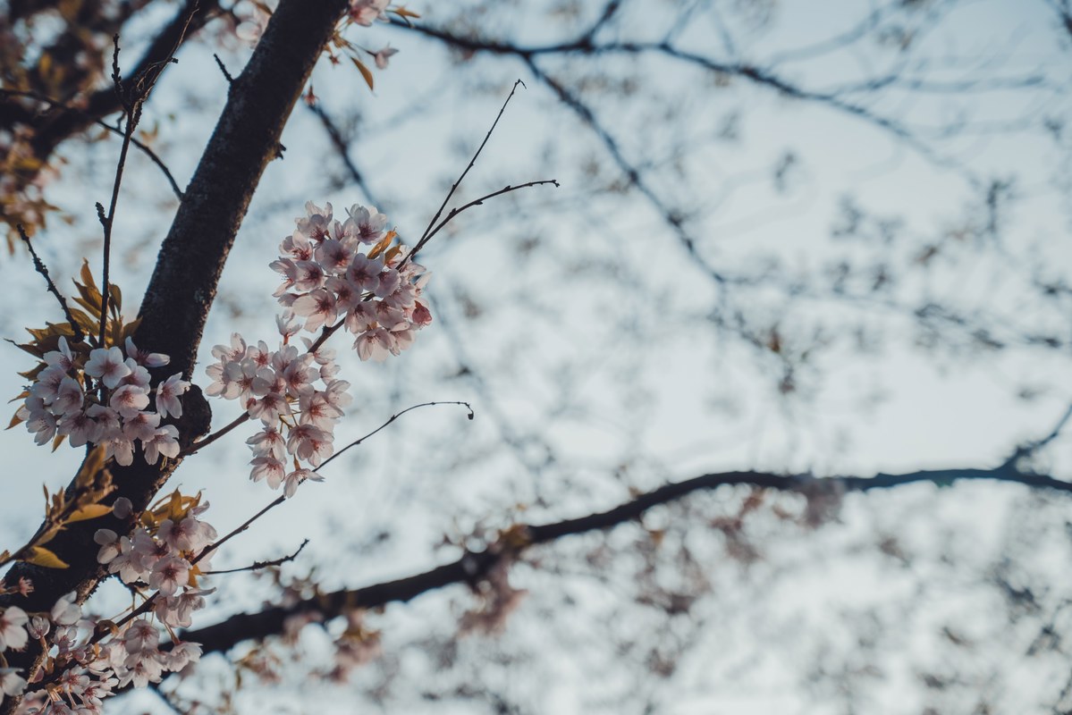 Roze kersenbloesems bloeien aan de donkere takken van een boom tegen een zachte, wazige lichtblauwe lucht in het voorjaar.