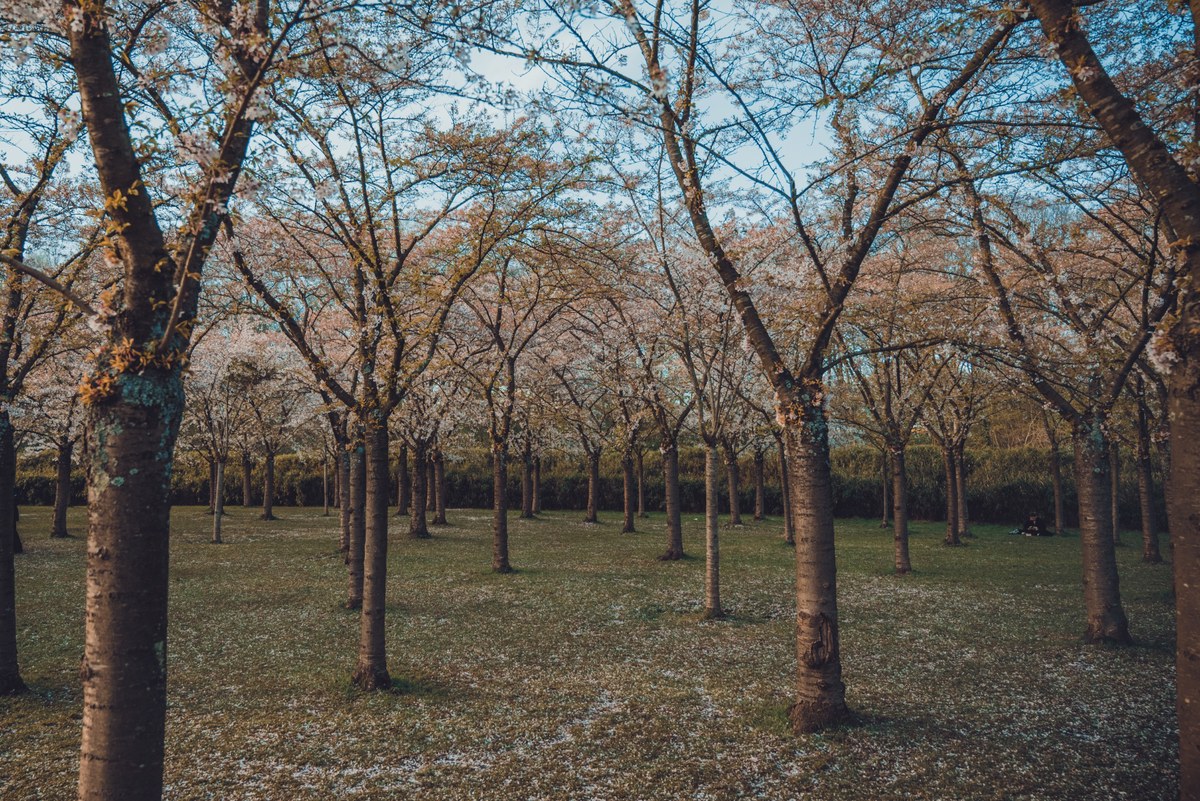 Een boomgaard met bloeiende kersenbomen in een park, waar afgevallen bloesemblaadjes het groene gras onder de sierlijk vertakte stammen bedekken.