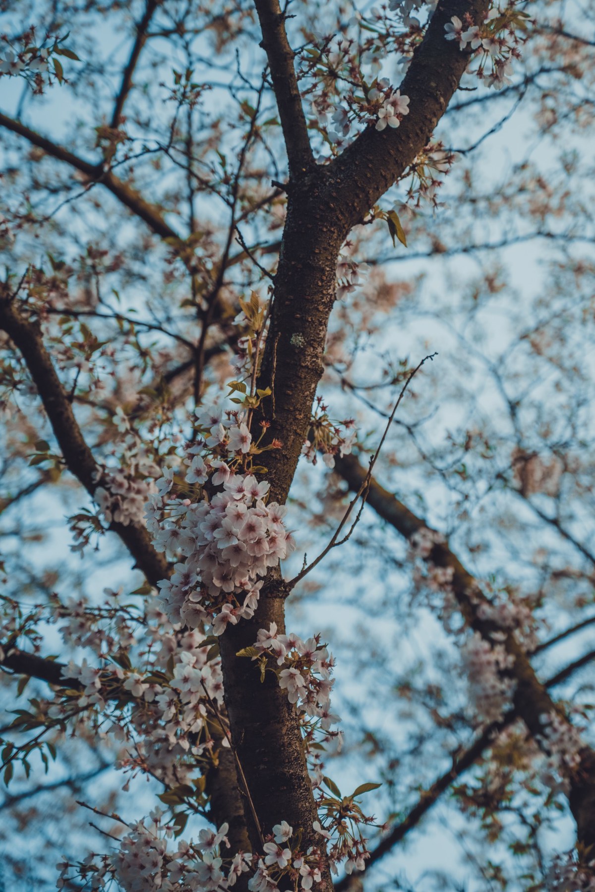 Roze en witte kersenbloesems bloeien in trossen langs de takken van een boom, gefotografeerd van onderaf tegen een zachtblauwe lucht.