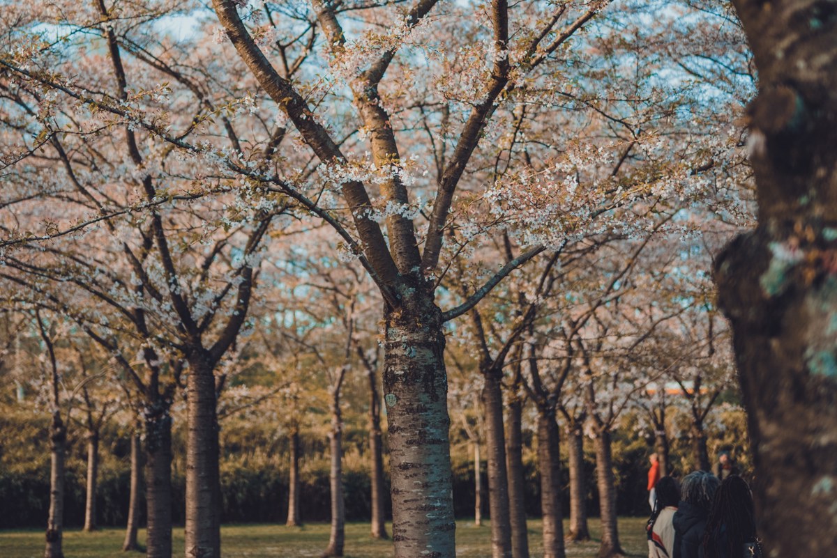 Kersenbomen in volle bloei staan in nette rijen langs een grasveld, met een centrale boomstam die uitwaaiert tegen het roze-witte bloesemdak.