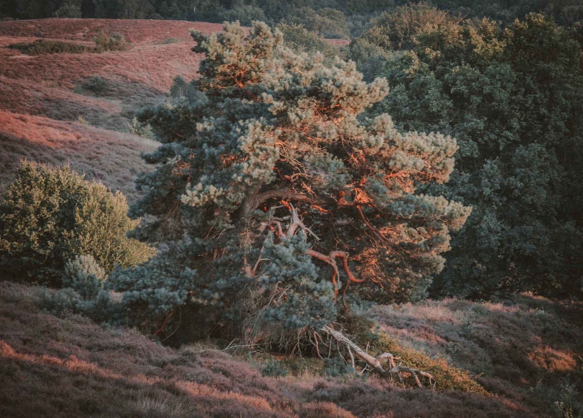 Een oude grillige grove den vangt het warme avondlicht op een glooiende heuvel begroeid met paarsroze heide op de Veluwe.