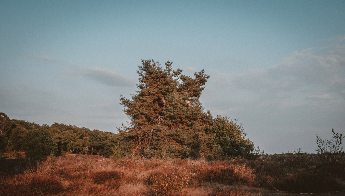 Een grote, dichtbegroeide boom rijst op boven een golvend heidelandschap met roodbruine begroeiing onder een zachtblauwe avondlucht.