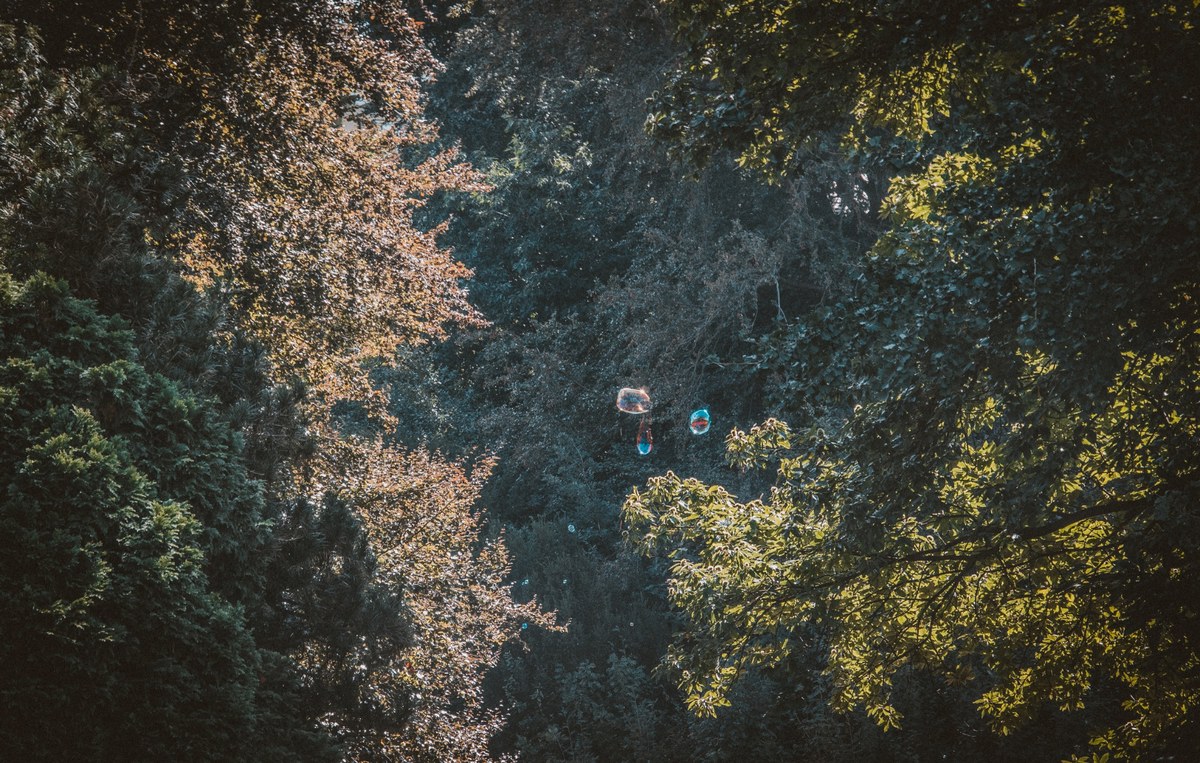 Dicht bosgebied met donkergroene loofbomen waartussen enkele zeepbellen zweven, verlicht door strijklicht dat de bladeren goudgroen kleurt.