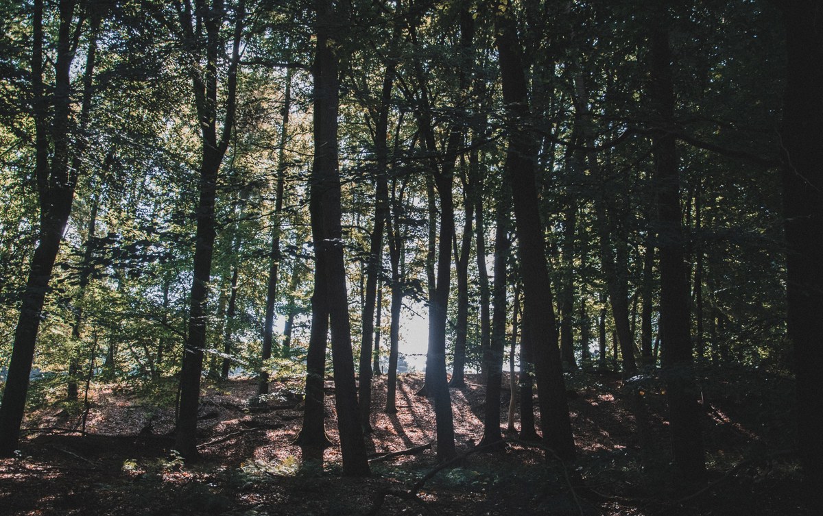 Zonlicht breekt door de slanke stammen van een dicht loofbos en werpt lange schaduwen over de begroeide bosgrond op de Veluwe.