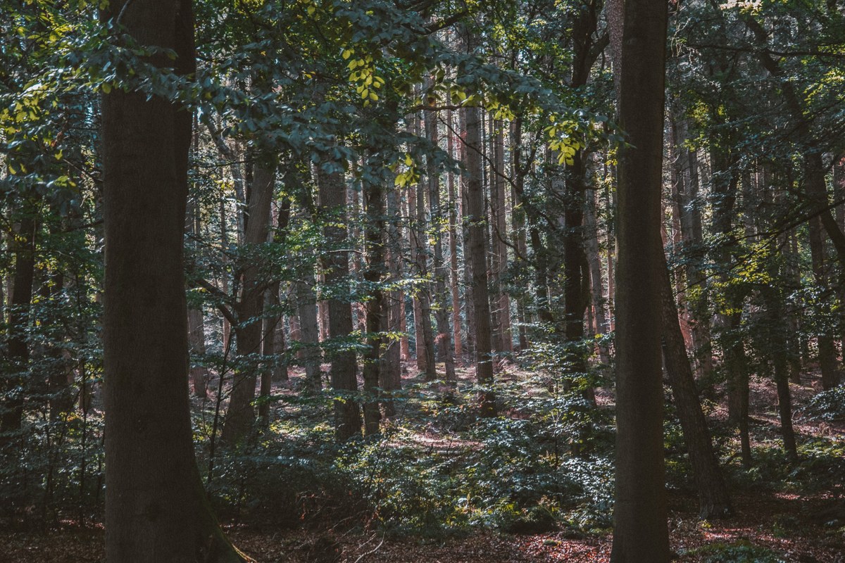 Zonlicht valt tussen hoge, slanke boomstammen door op de bosbodem van een dicht naaldbos met groen struikgewas en gefilterd licht.