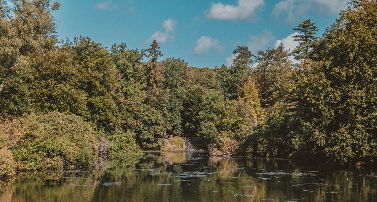 Een rustige bosvijver weerspiegelt de dichtbegroeide oevers met gemengd loof- en naaldbos onder een blauwe lucht met witte wolken.