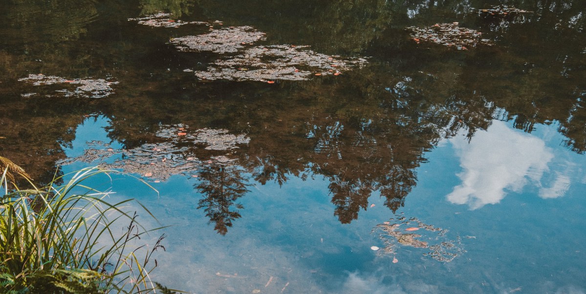 Rustig wateroppervlak met drijvende bladeren waarin een strakblauwe lucht met witte wolken en donkere boomkruinen weerspiegelen, met riet op de voorgrond.