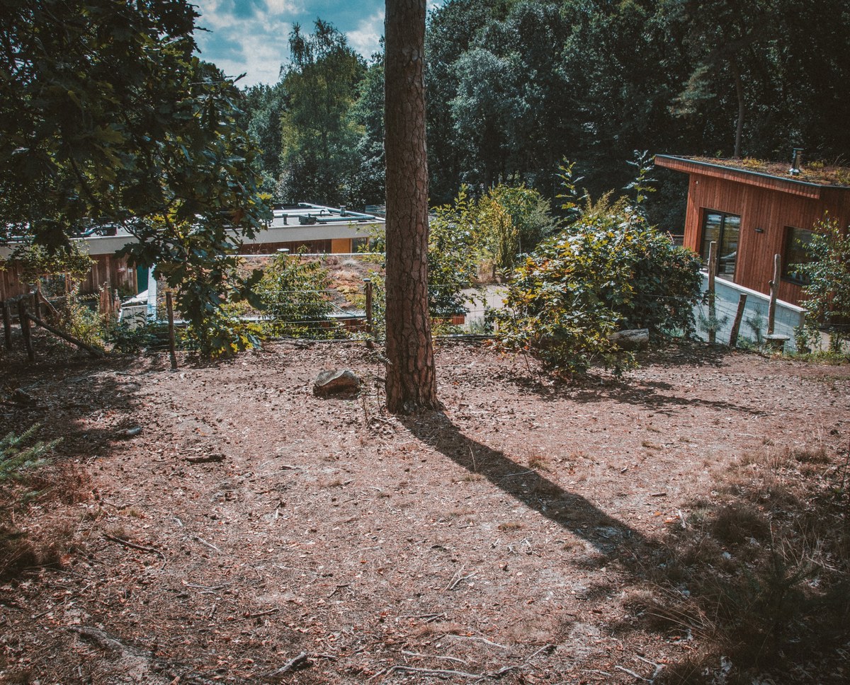 Een dennenboom werpt zijn schaduw over de kale bosbodem met op de achtergrond moderne houten vakantiehuizen tussen groene struiken en bomen.