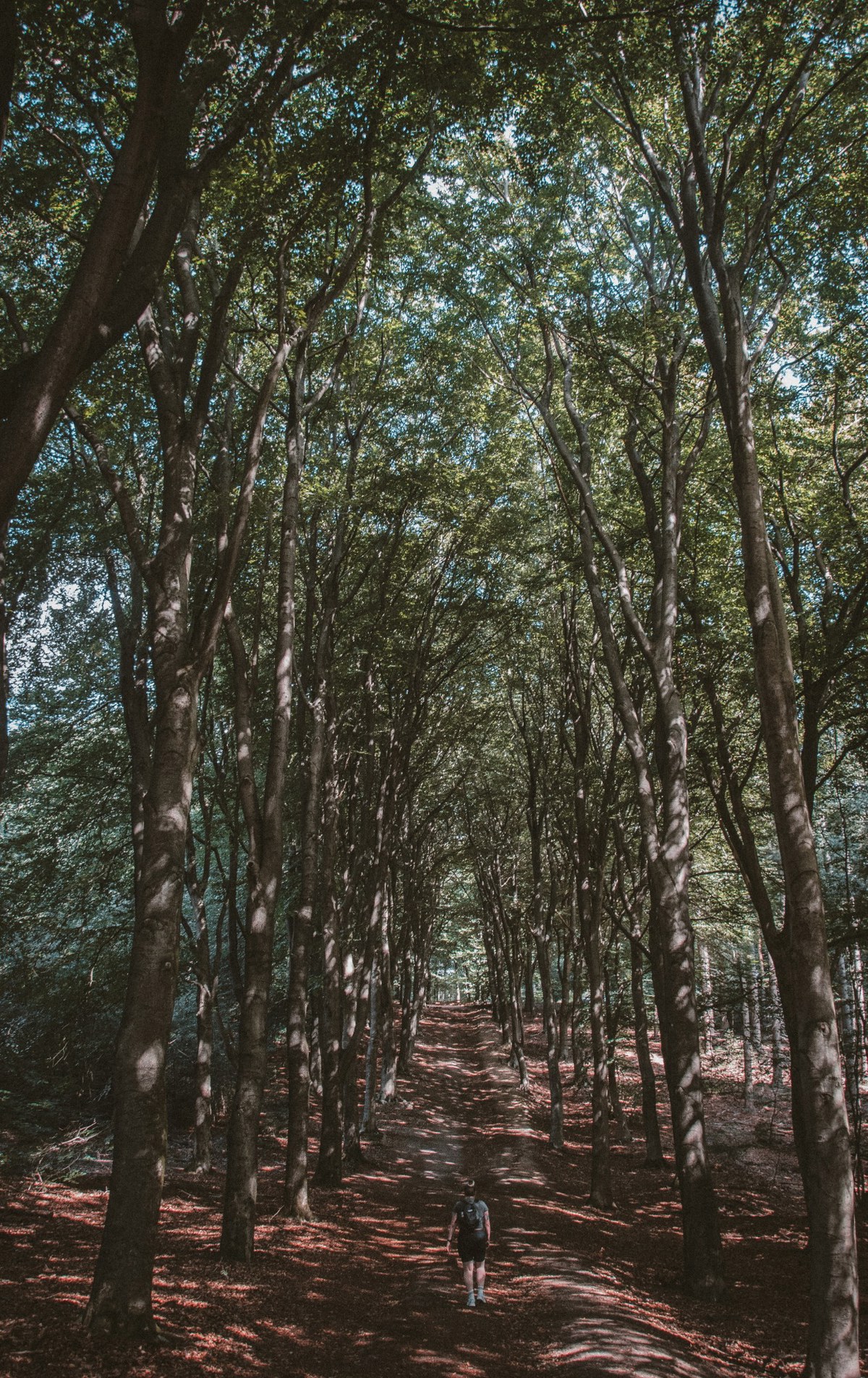 Een wandelaar met rugzak loopt over een schaduwrijk bospad tussen hoge, slanke bomen die een dicht bladerdak vormen op de Veluwe.