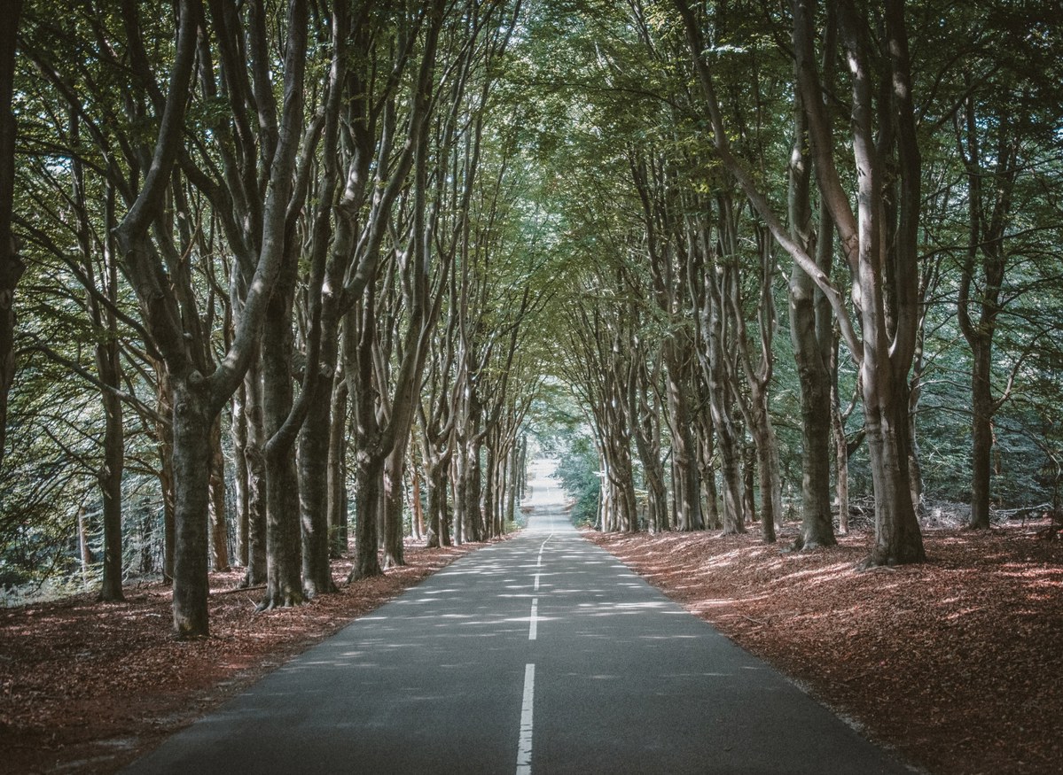 Een rechte asfaltweg met middenstreep verdwijnt door een tunnel van hoge beuken, met roodbruin herfstblad langs de bermen op de Veluwe.