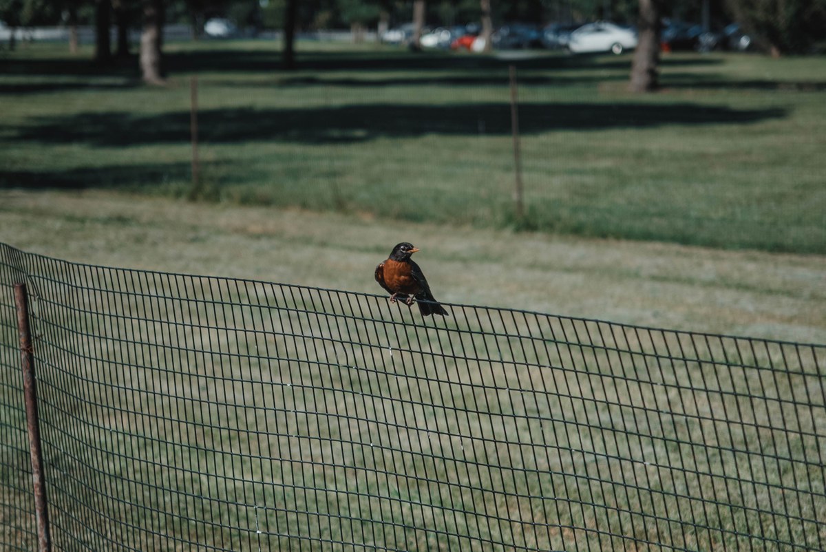 Een vogel op een hek nabij het witte huis.