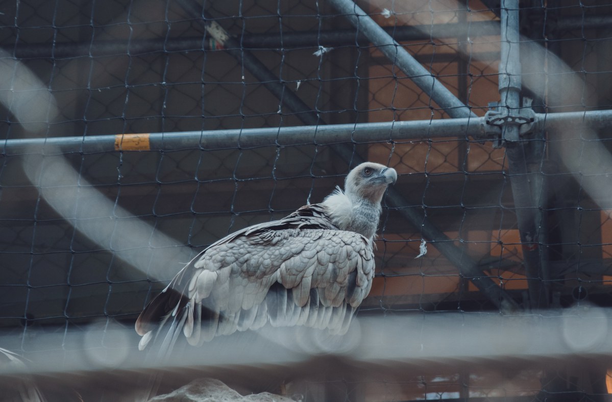 Een gier met lichtbruin verenkleed zit achter het gaas van een dierentuinverblijf en kijkt omhoog, terwijl metalen buizen en hekwerk de kooi omlijsten.