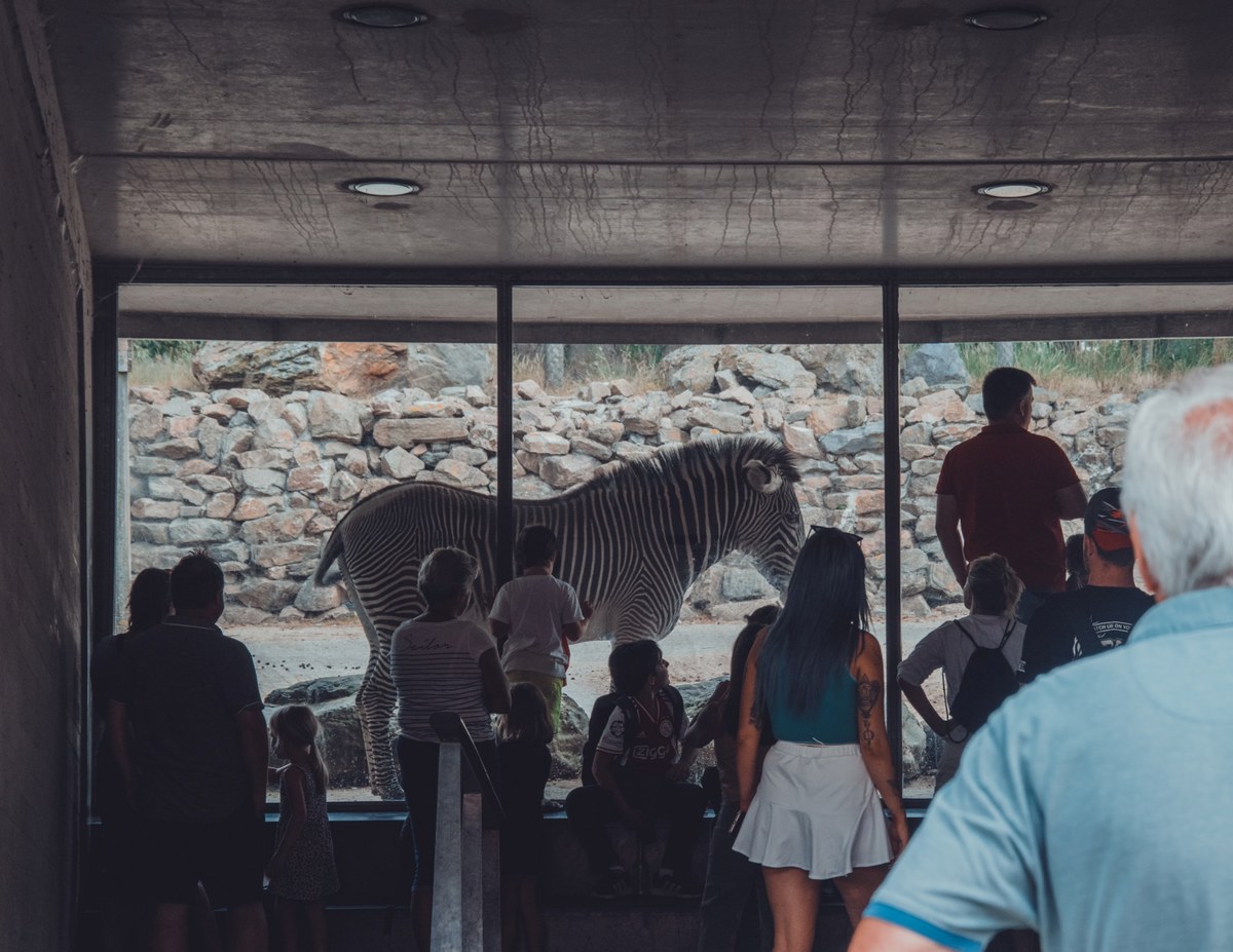 Bezoekers kijken door een grote glaswand naar een zebra die in een rotsachtig verblijf staat, gezien vanuit een schemerige betonnen ruimte.