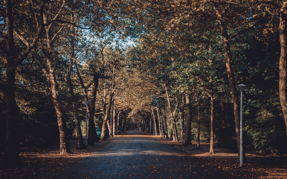 Een onverhard bospad loopt tussen hoge bomen door, met gevallen bladeren op de grond en een moderne lantaarnpaal aan de rechterkant in herfstlicht.