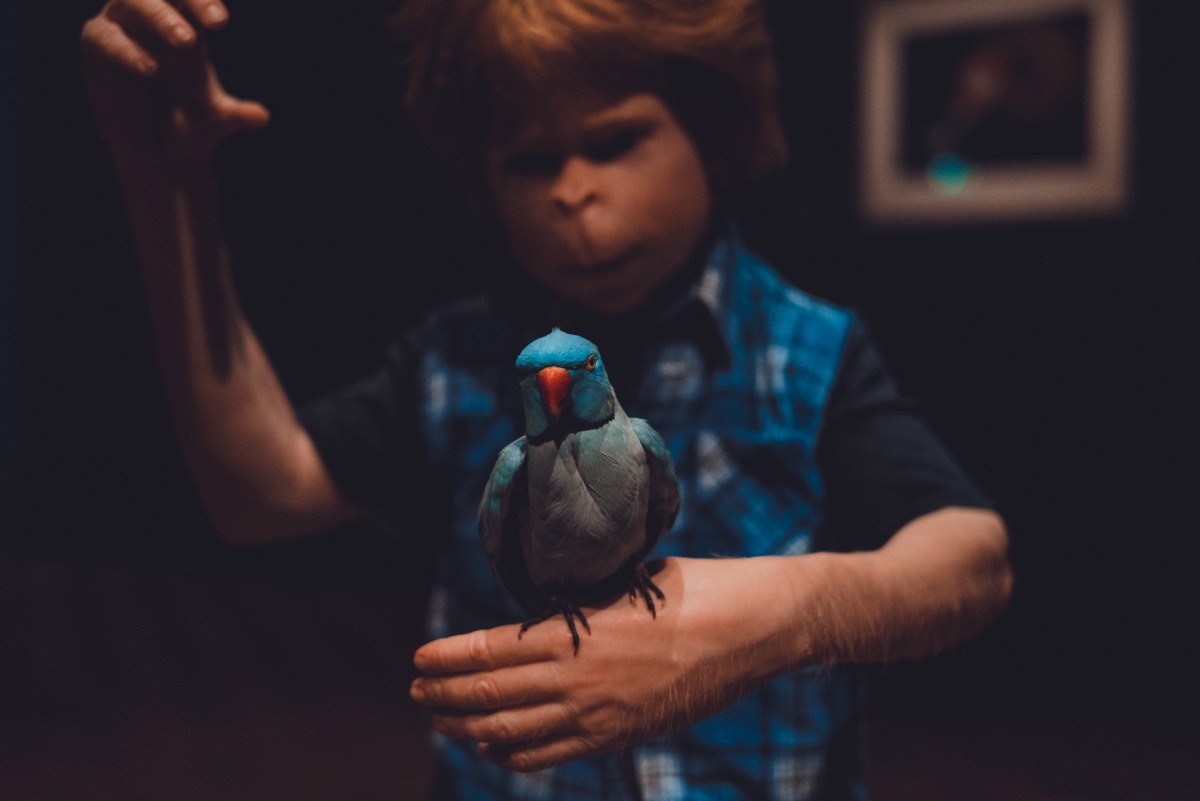 Een jongen met rood haar in een blauw geruit overhemd kijkt geconcentreerd naar een blauwgroen vogeltje dat op zijn uitgestoken hand zit.