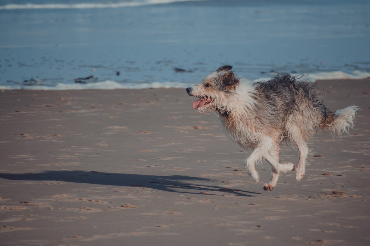 Een ruigharige hond rent met open bek en de tong uit over het natte strand, met op de achtergrond de aanrollende golven van de zee.