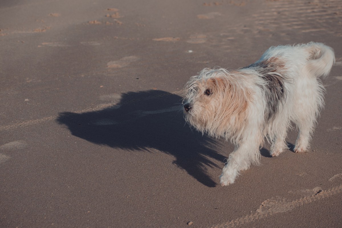 Een ruigharige, wit-beige hond staat op een uitgestrekt zandstrand met een lange schaduw naast zich in het warme avondlicht.