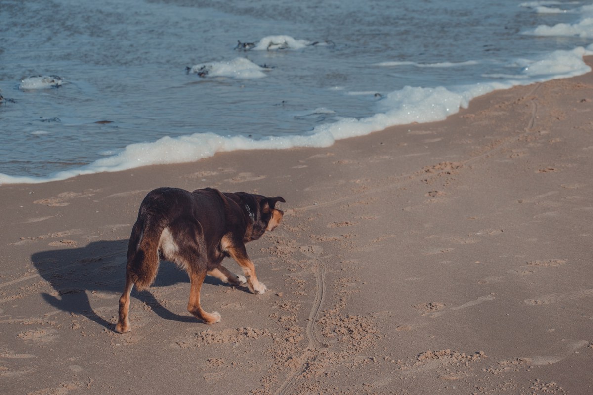 Een donkere hond met bruine poten loopt over het natte strand langs de schuimende branding in de late namiddagzon.