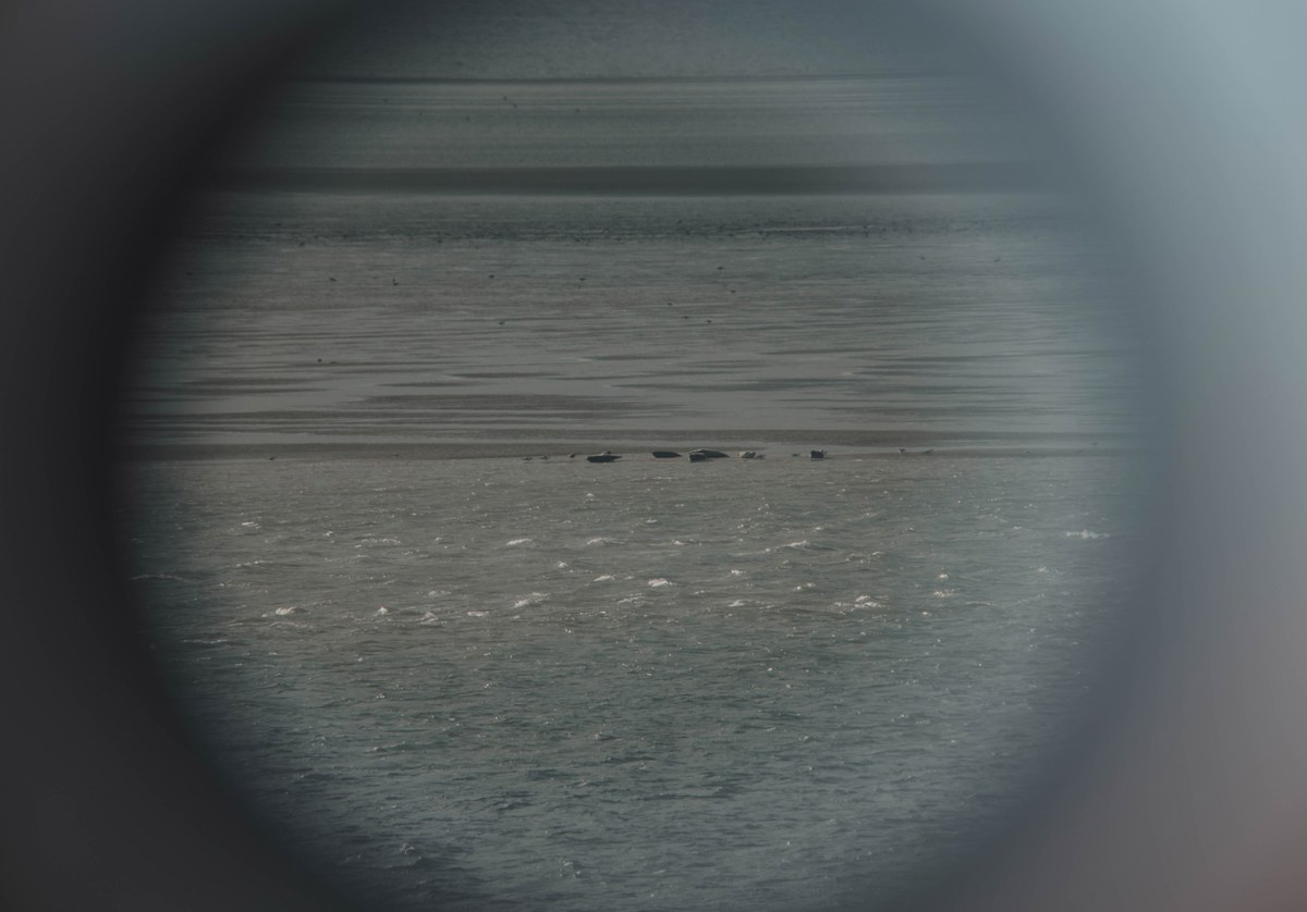 Zeehonden, bekeken door een verrekijker