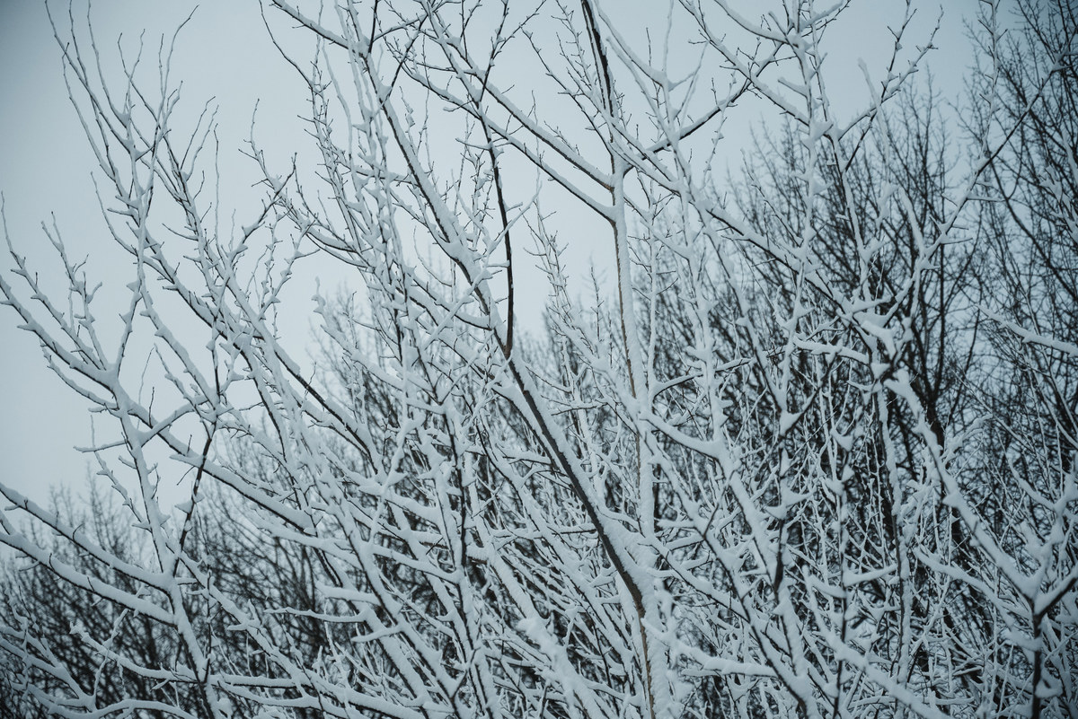 Besneeuwde takken in het Wilhelminapark