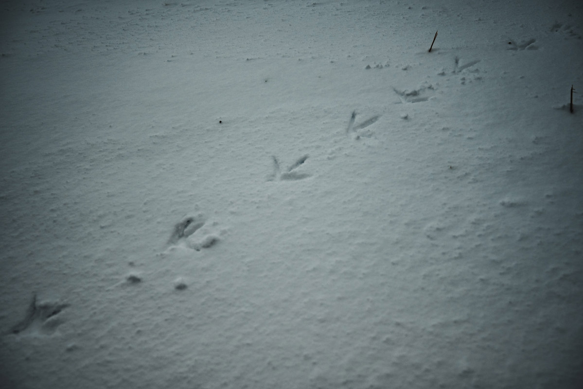 Sporen in de sneeuw van een vogel in het Wilhelminapark