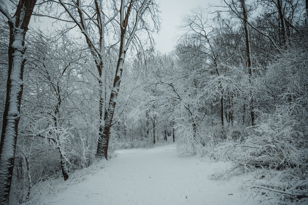Sneeuw in het Wilhelminapark
