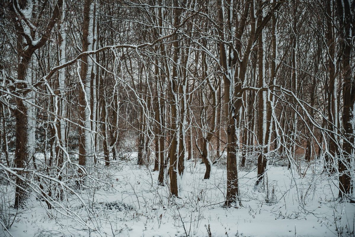 Besneeuwde bomen in het Wilhelminapark