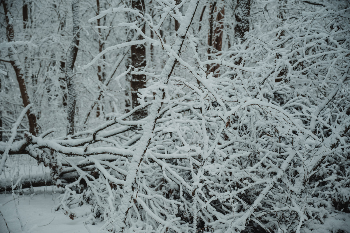 Besneeuwde takken in het Wilhelminapark
