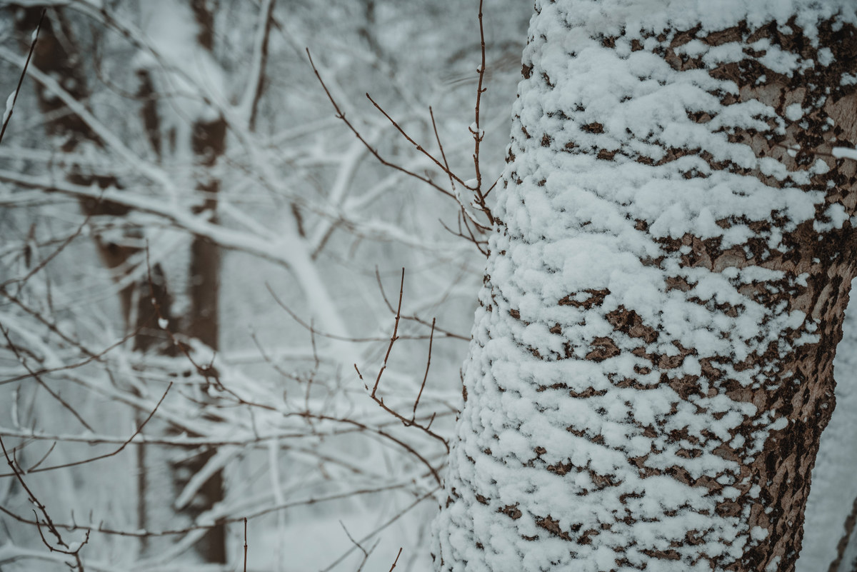 Besneeuwde bomen in het Wilhelminapark