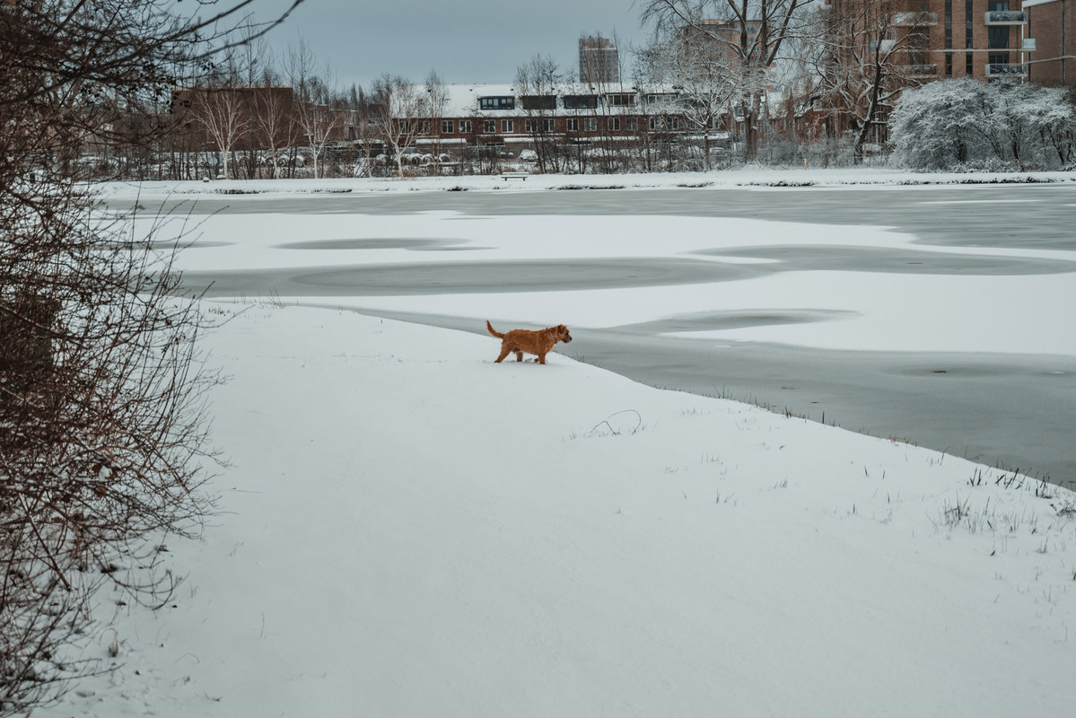 Een hond aan het water in het Wilhelminapark