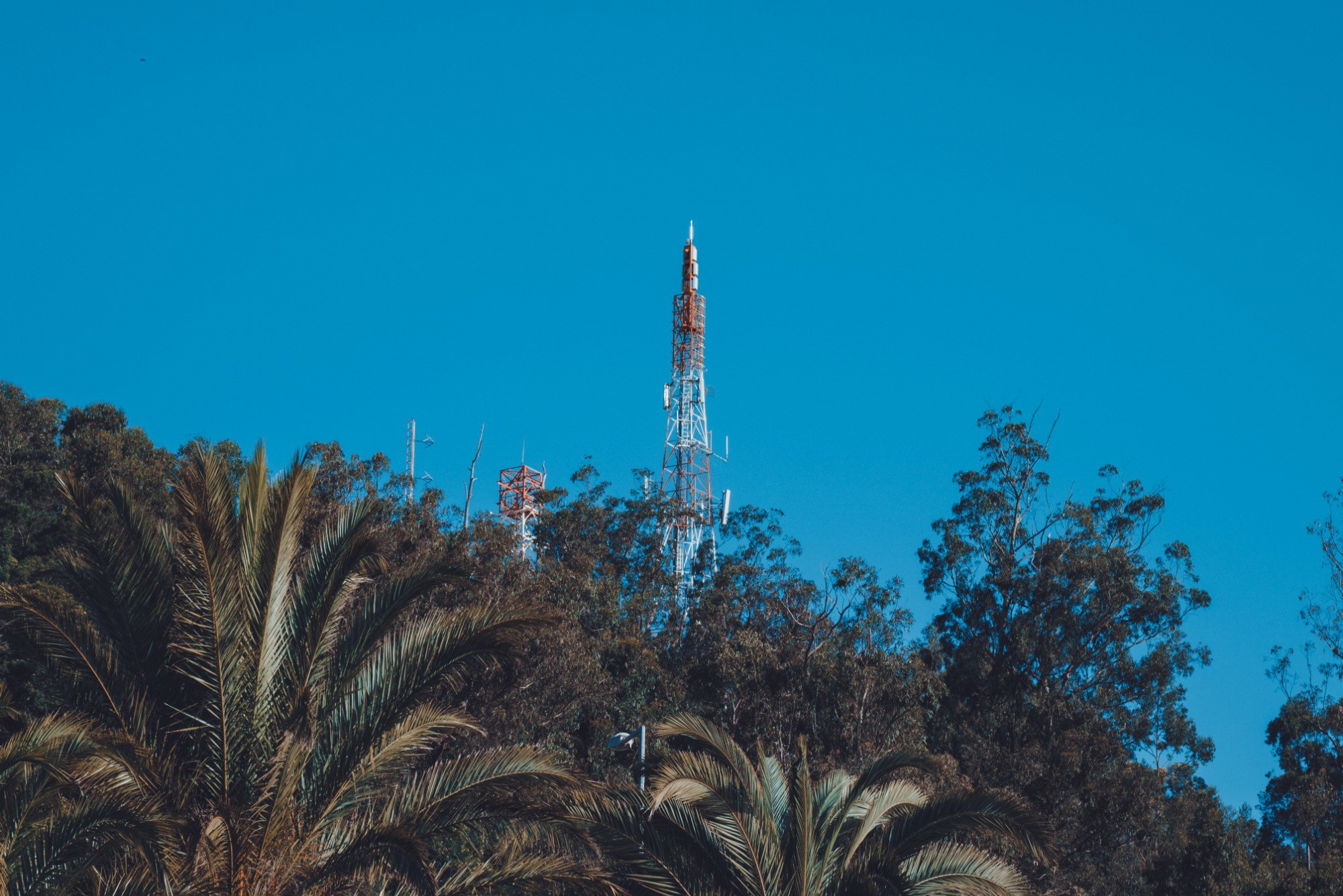 Een hoge rood-witte zendmast steekt boven een dichte rij palm- en eucalyptusbomen uit tegen een strakblauwe hemel.