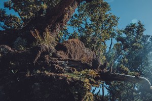 Een oude boom