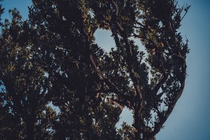 Oude boom van dichtbij