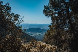 Uitzicht vanaf een beboste bergflank op een groene vallei en verre heuvels op Mallorca, omkaderd door dennentakken onder een strakblauwe lucht.