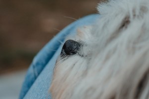 Close-up van de zwarte neus en witte vacht van een hond die tegen een lichtblauwe spijkerstof rust in de vage, groenbruine buitenlucht.