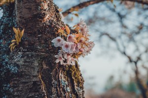 Roze kersenbloesem bloeit uit de ruwe, met korstmos bedekte stam van een boom tegen een zacht wazige achtergrond.
