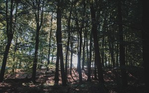 Zonlicht breekt door de slanke stammen van een dicht loofbos en werpt lange schaduwen over de begroeide bosgrond op de Veluwe.
