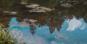 Rustig wateroppervlak met drijvende bladeren waarin een strakblauwe lucht met witte wolken en donkere boomkruinen weerspiegelen, met riet op de voorgrond.