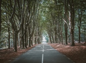 Een rechte asfaltweg met middenstreep verdwijnt door een tunnel van hoge beuken, met roodbruin herfstblad langs de bermen op de Veluwe.