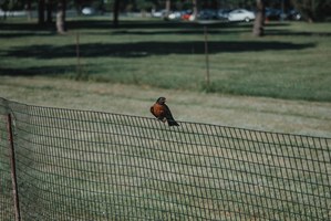 Een vogel op een hek nabij het witte huis.
