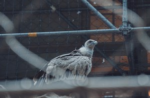 Een gier met lichtbruin verenkleed zit achter het gaas van een dierentuinverblijf en kijkt omhoog, terwijl metalen buizen en hekwerk de kooi omlijsten.