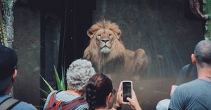 Bezoekers fotograferen met hun smartphone een imposante mannetjesleeuw die achter glas majestueus naar het publiek in de dierentuin kijkt.