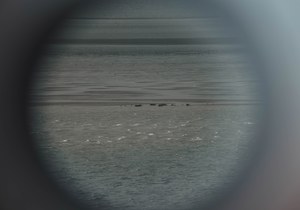 Zeehonden, bekeken door een verrekijker