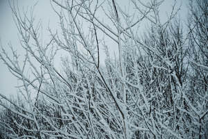 Besneeuwde takken in het Wilhelminapark